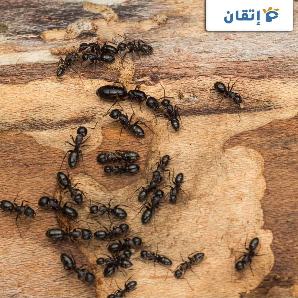 مميزات شركة مكافحة النمل الاسود بعجمان