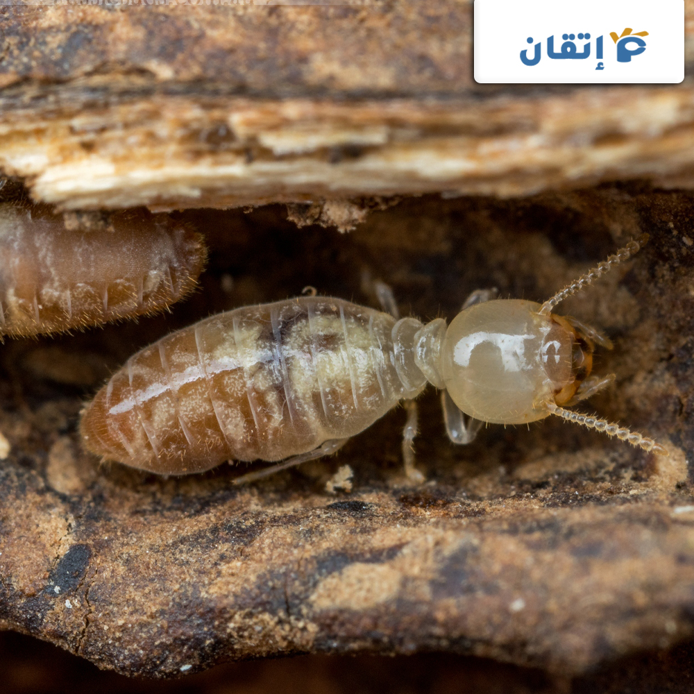 مميزات شركة مكافحة النمل الابيض بأبو ظبي