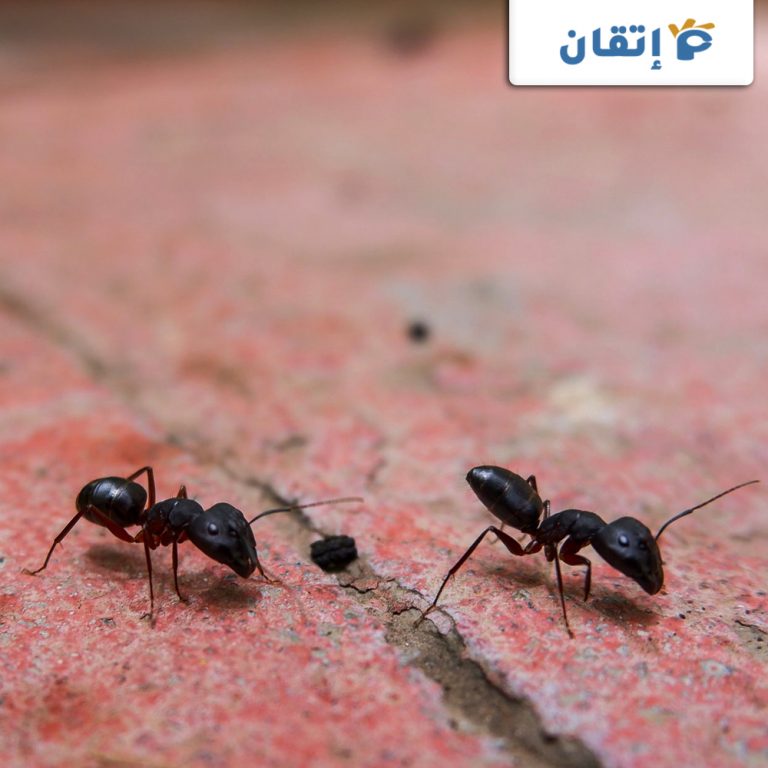 شركة مكافحة النمل الاسود برأس الخيمة | 0522754591 – إتقان الإمارات