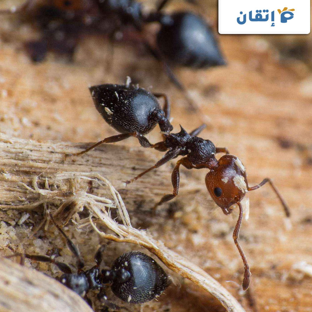 أسعار شركة مكافحة النمل الاسود بأبو ظبي