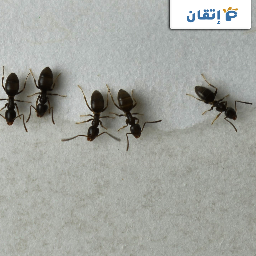 ما هي اسعار شركة مكافحة النمل الاسود في أم القيوين