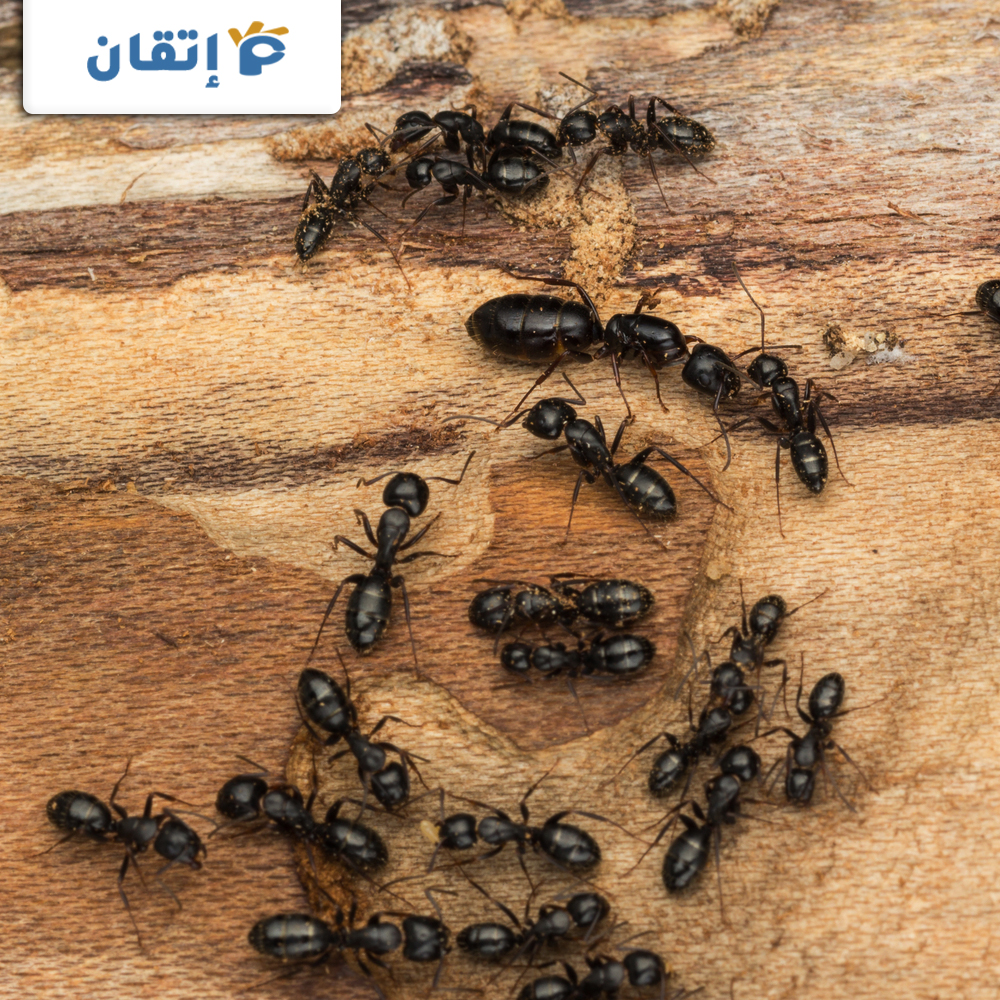 أسعار شركة مكافحة النمل الاسود بالشارقة