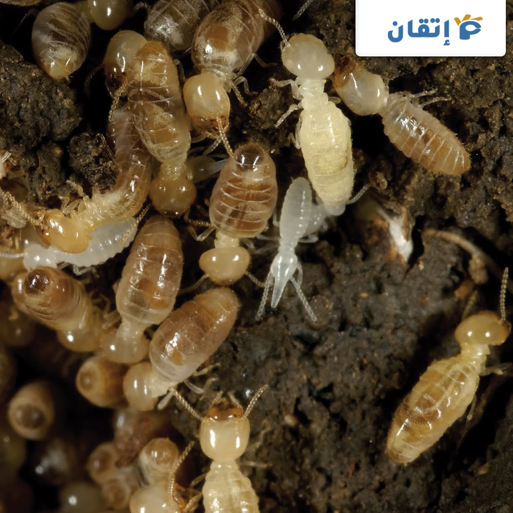 مميزات شركة مكافحة النمل الابيض بعجمان