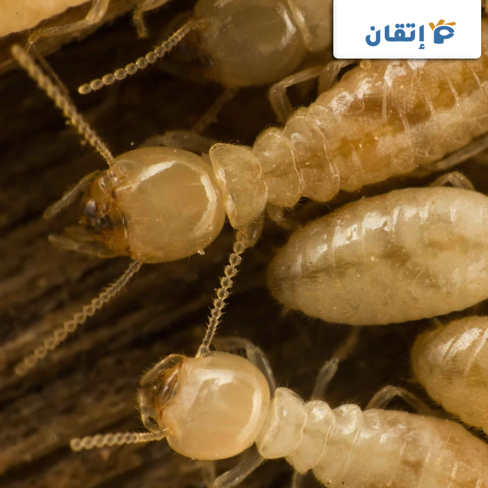 أسعار شركة مكافحة النمل الابيض بأبو ظبي
