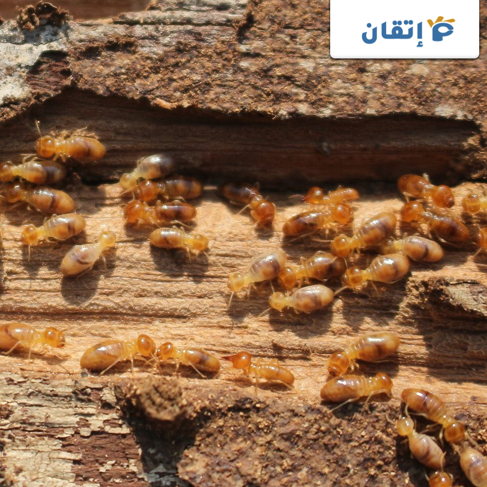 مميزات شركة مكافحة النمل الابيض بأم القيوين