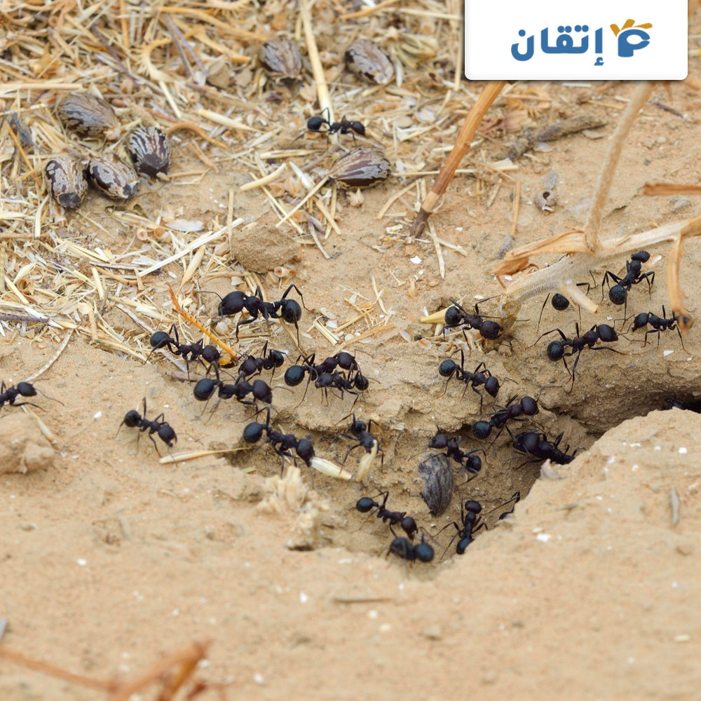 ما هي افضل شركة مكافحة النمل الاسود في أم القيوين