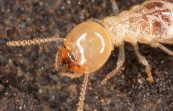 شركة مكافحة النمل الابيض بالفجيرة | 0522754591 – إتقان الإمارات
