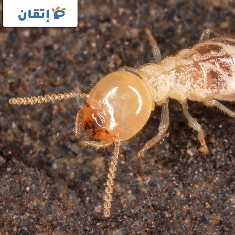 شركة مكافحة النمل الابيض بالفجيرة | 0522754591 – إتقان الإمارات