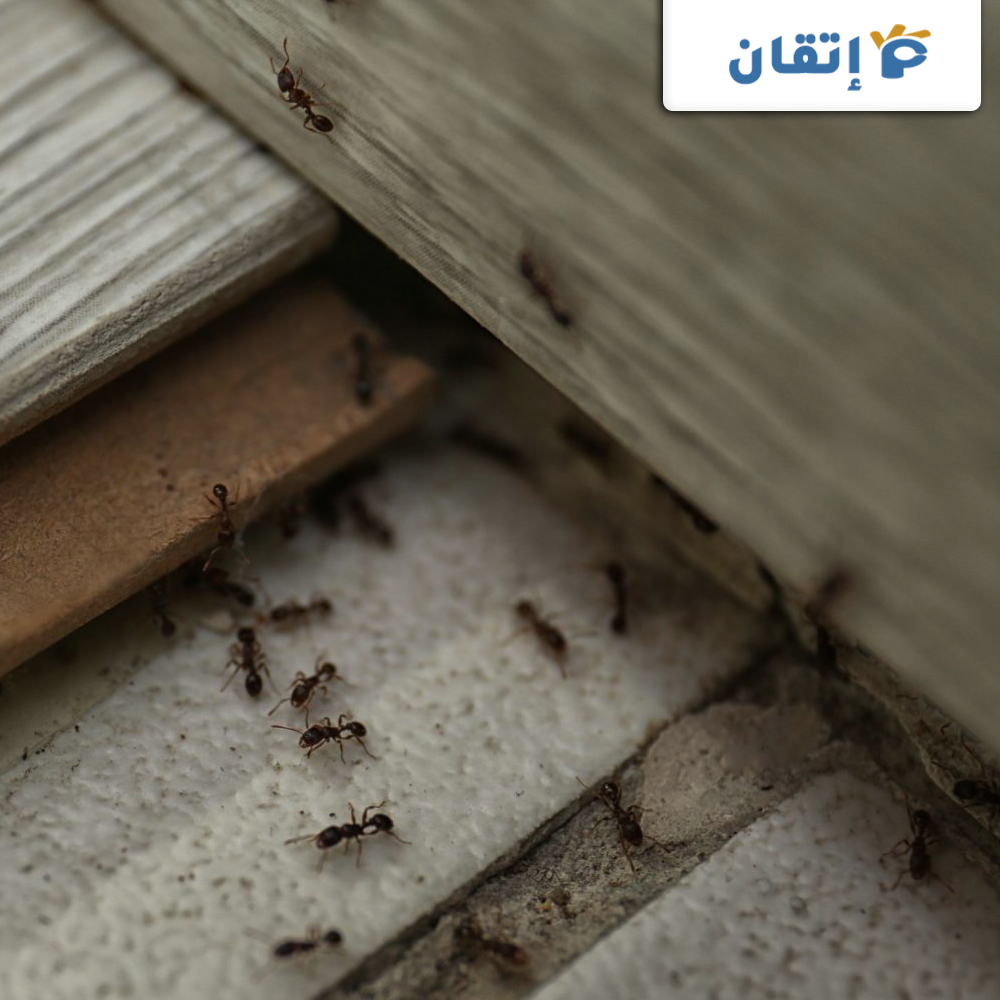 مميزات شركة مكافحة النمل الاسود بالشارقة
