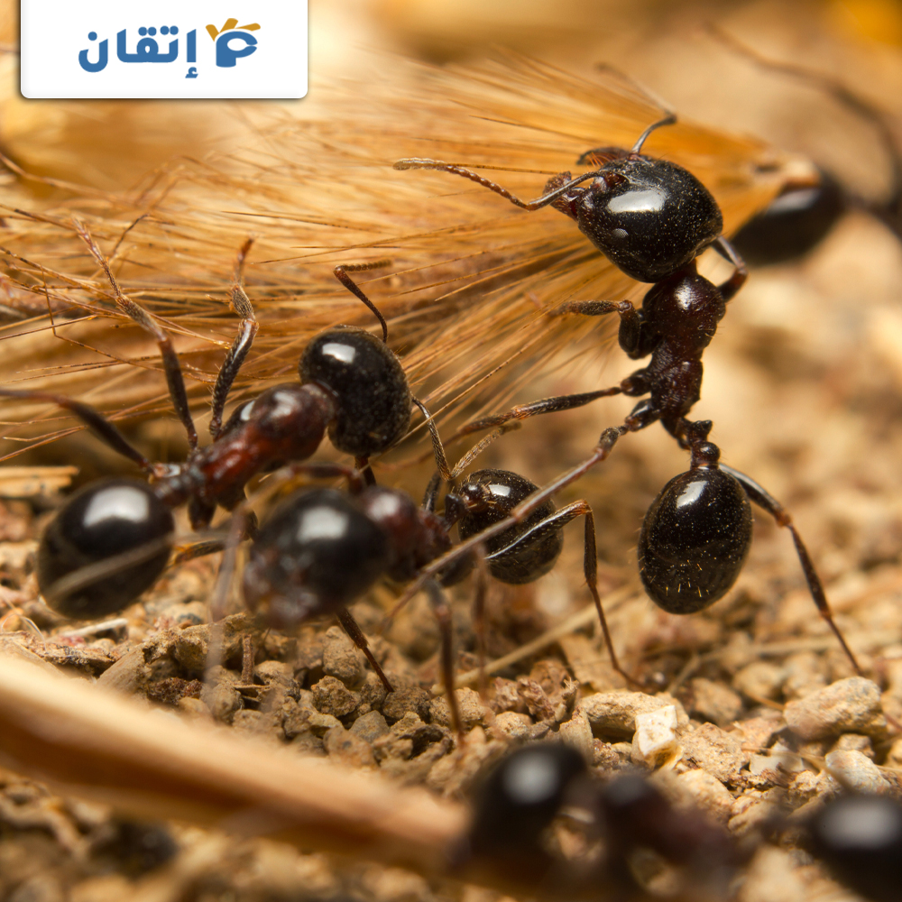 مميزات شركة مكافحة النمل الاسود بأبو ظبي