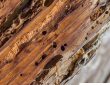 شركة مكافحة حشرات الأخشاب بالشارقة | 0522754591 – إتقان الإمارات