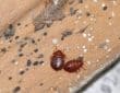 شركة مكافحة النمل الاسود بدبي | 0522754591 – إتقان الإمارات